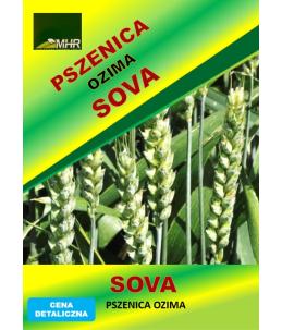Nasiona pszenicy ozimej - SOVA