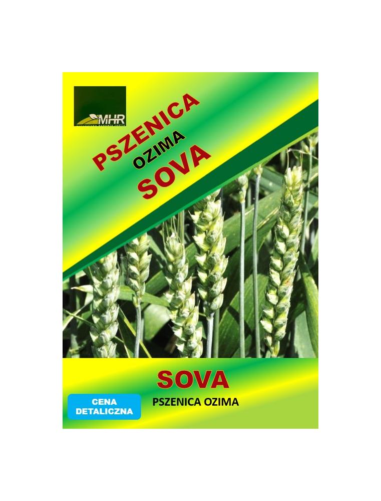 Nasiona pszenicy ozimej - SOVA