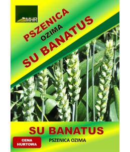 Nasiona pszenicy ozimej - SU BANATUS