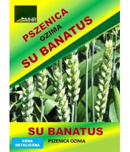 Nasiona pszenicy ozimej - SU BANATUS