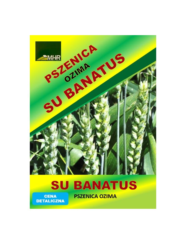 Nasiona pszenicy ozimej - SU BANATUS