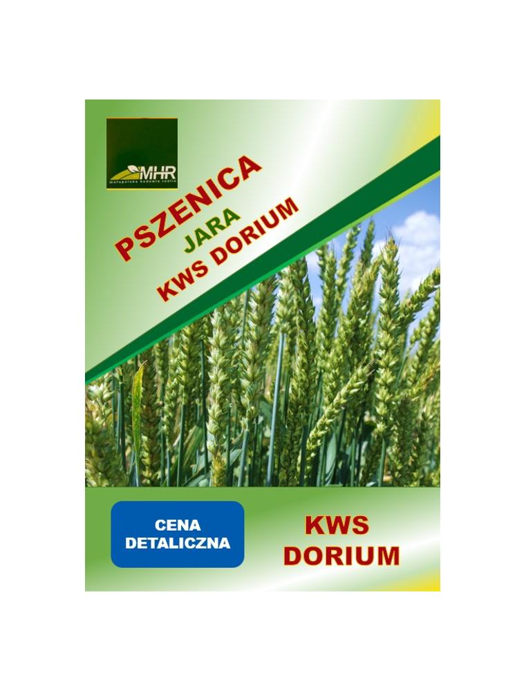 Nasiona pszenicy jarej KWS Dorium