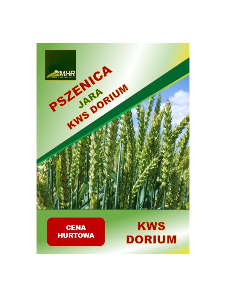 Nasiona pszenicy jarej KWS Dorium