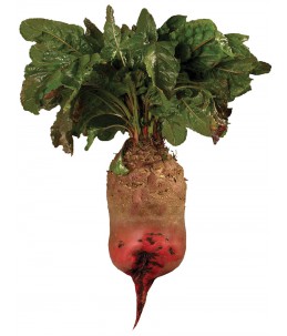 Buraki wielokiełkowe -  Rekord Poly- wygląd korzenia