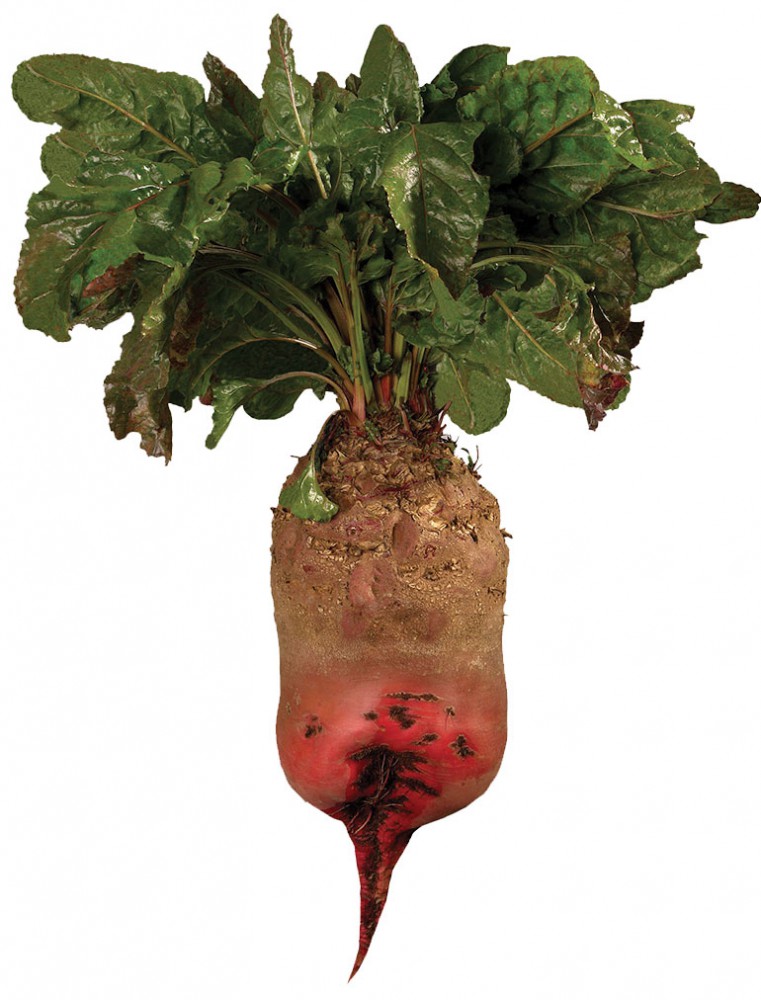 Buraki wielokiełkowe -  Rekord Poly- wygląd korzenia