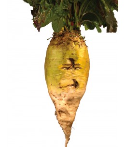 Buraki wielokiełkowe - Zentaur Poly-wygląd korzenia