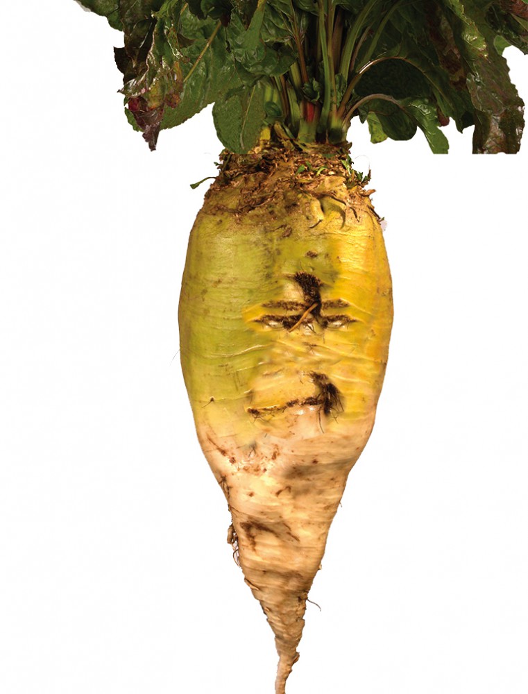 Buraki wielokiełkowe - Zentaur Poly-wygląd korzenia