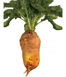 Buraki wielokiełkowe - Ursus Poly-wygląd korzenia