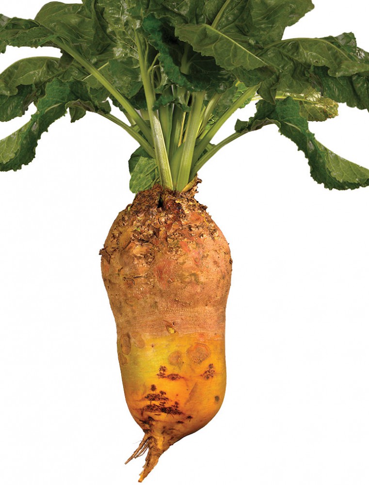 Buraki wielokiełkowe - Ursus Poly-wygląd korzenia