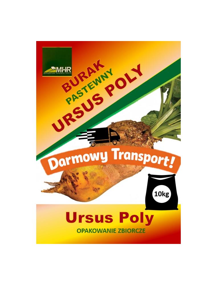 Nasiona buraka pastewnego - Ursus Poly-opakowanie zbiorcze