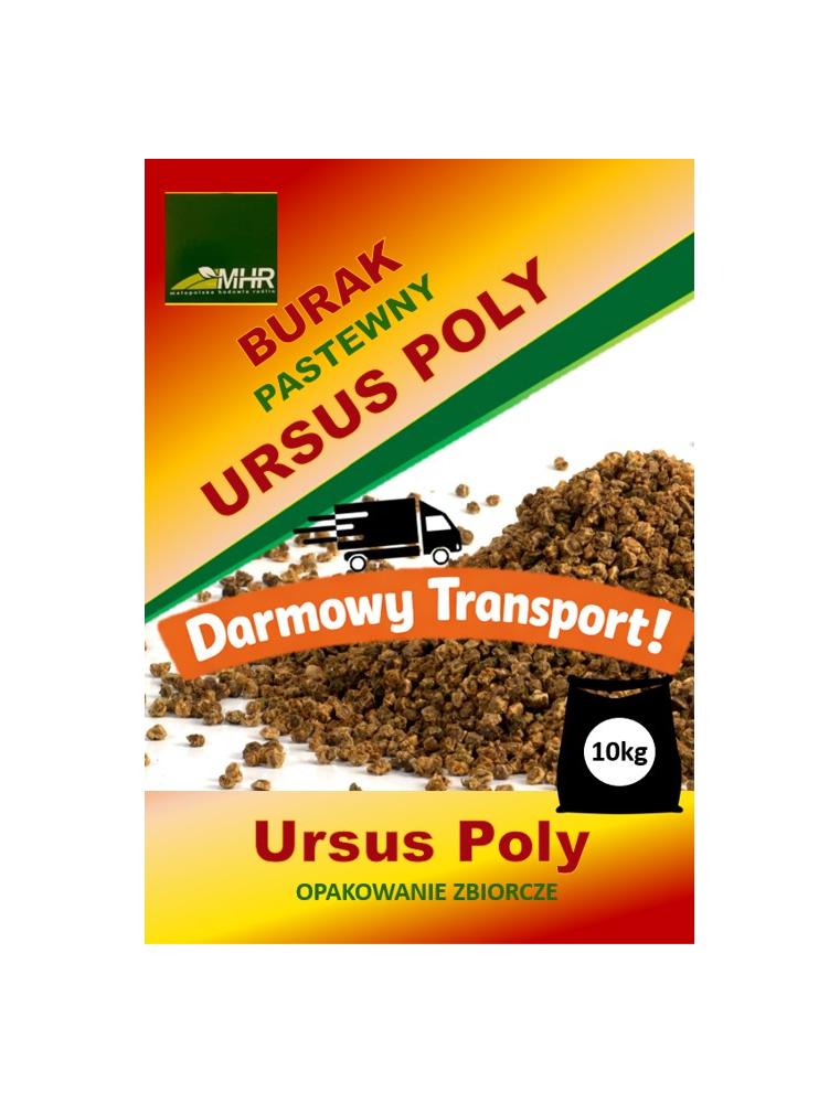 Nasiona buraka pastewnego - Ursus Poly-opakowanie zbiorcze