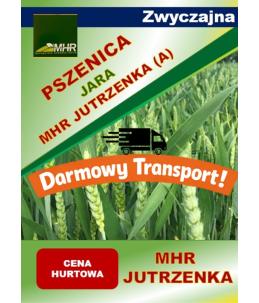 Nasiona pszenicy jarej MHR JUTRZENKA