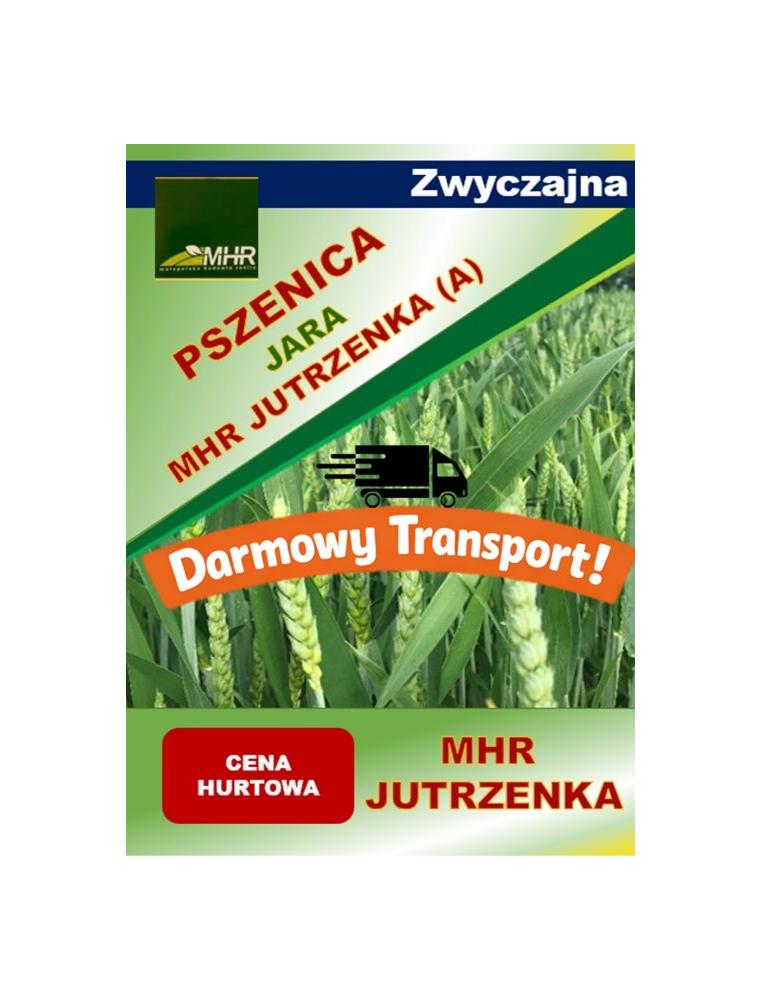 Nasiona pszenicy jarej MHR JUTRZENKA