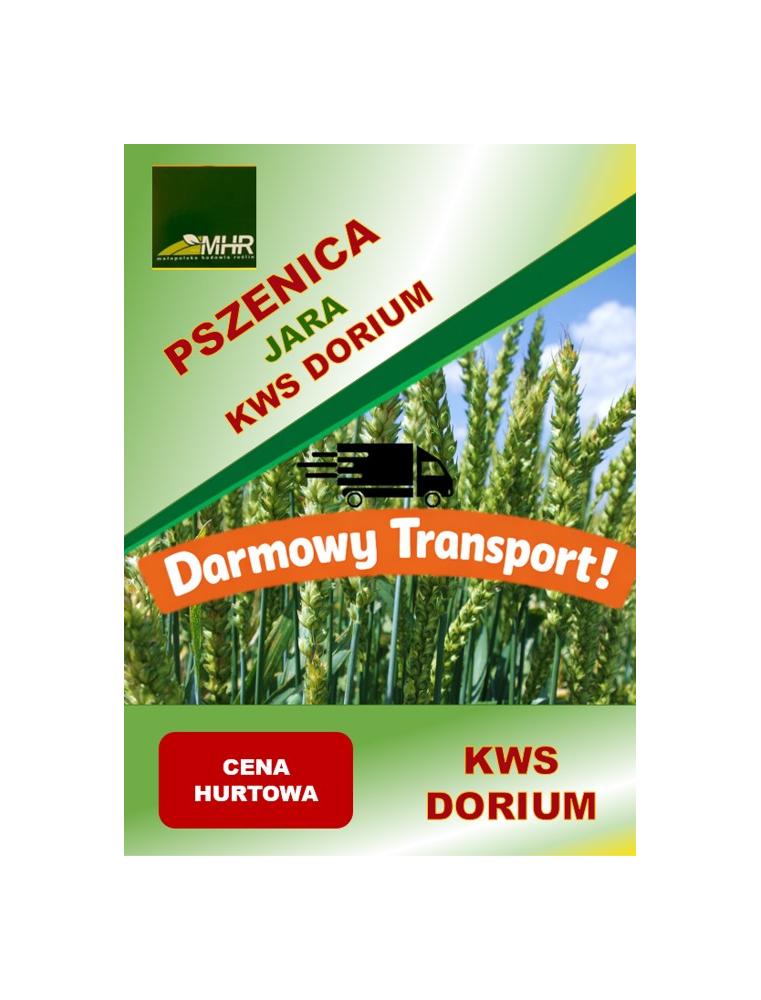 Nasiona pszenicy jarej KWS Dorium