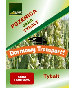 Nasiona pszenicy jarej - TYBALT hurt