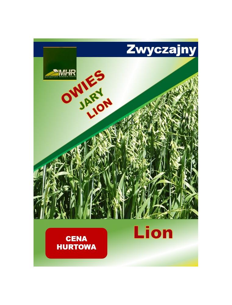 Nasiona owsa zwyczajnego LION