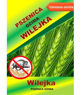 Nasiona pszenicy ozimej - WILEJKA