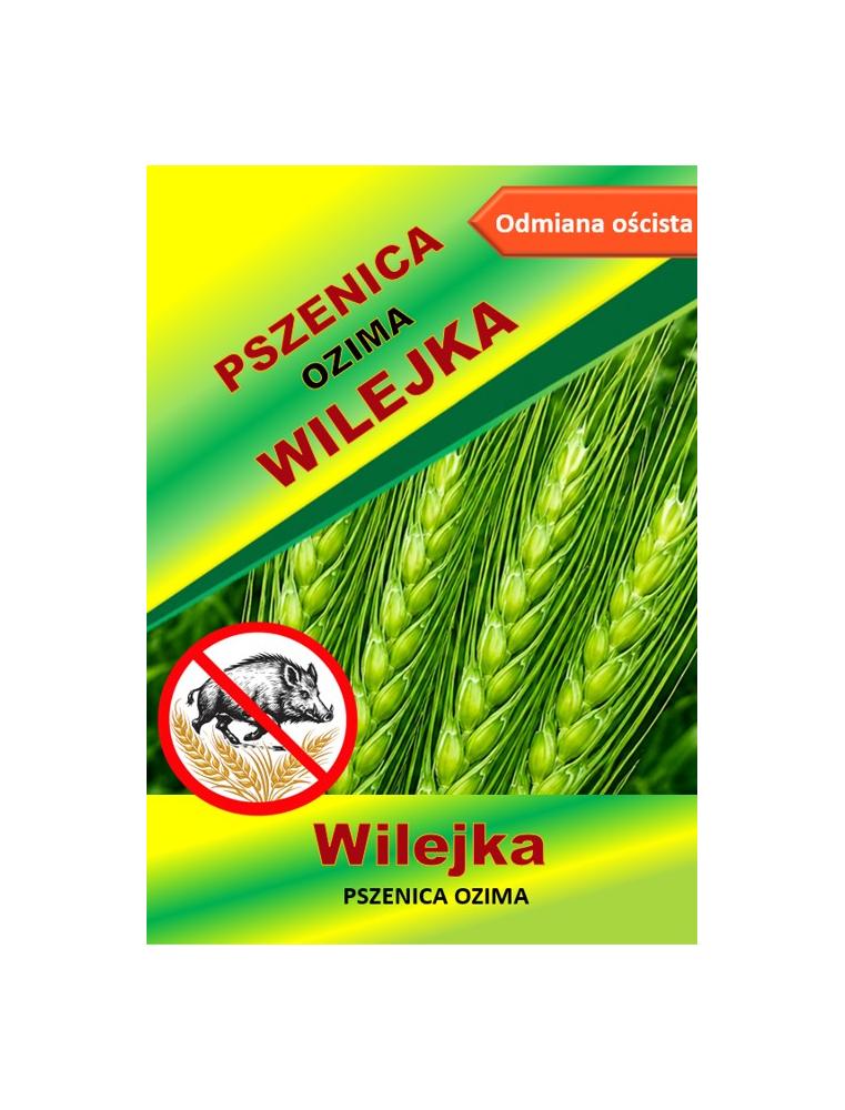 Nasiona pszenicy ozimej - WILEJKA