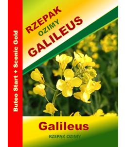 Nasiona rzepaku ozimego  Galileus