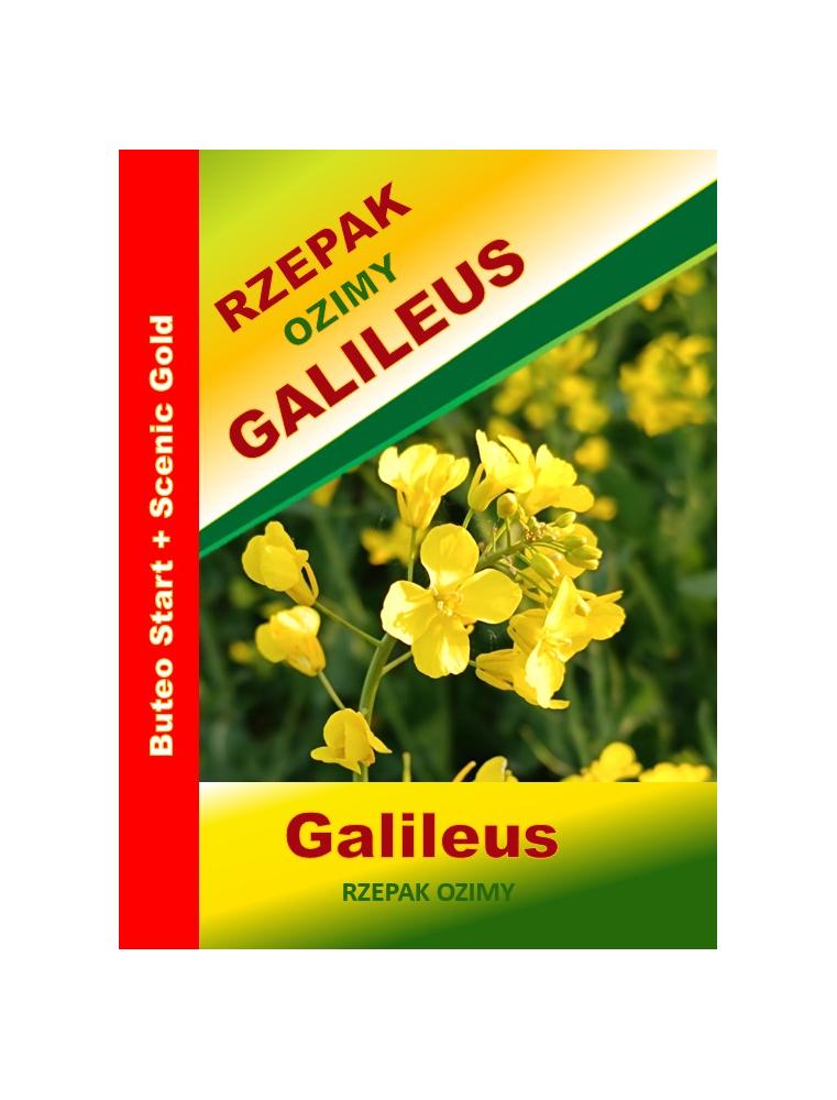 Nasiona rzepaku ozimego  Galileus