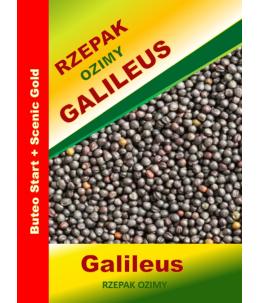Nasiona rzepaku ozimego  Galileus