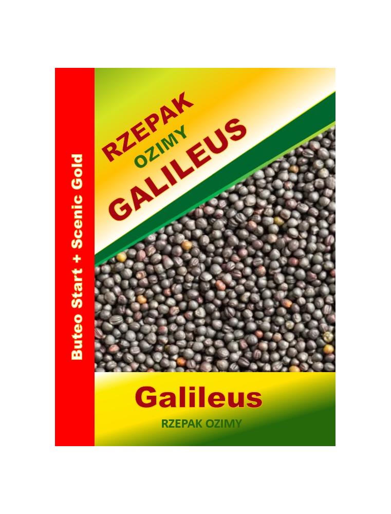 Nasiona rzepaku ozimego  Galileus