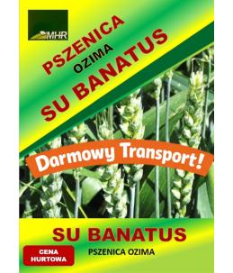 Nasiona pszenicy ozimej - SU BANATUS