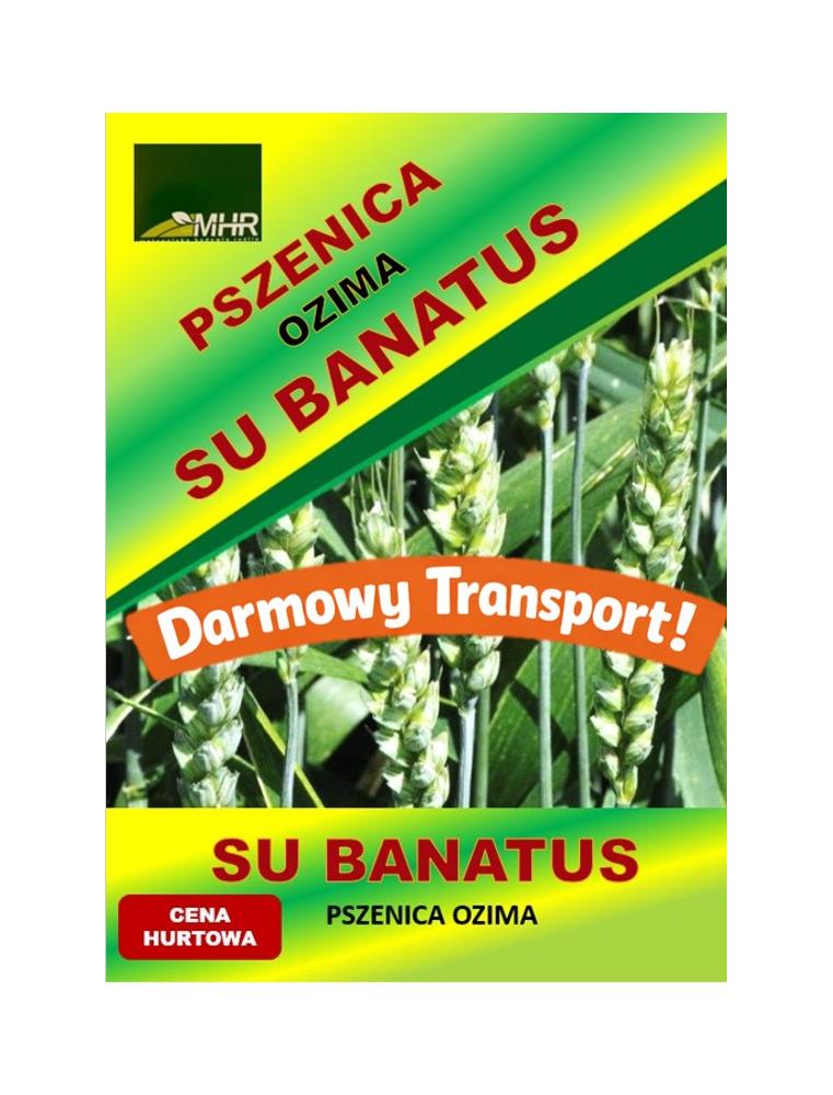 Nasiona pszenicy ozimej - SU BANATUS