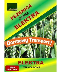 Nasiona pszenicy ozimej - ELEKTRA