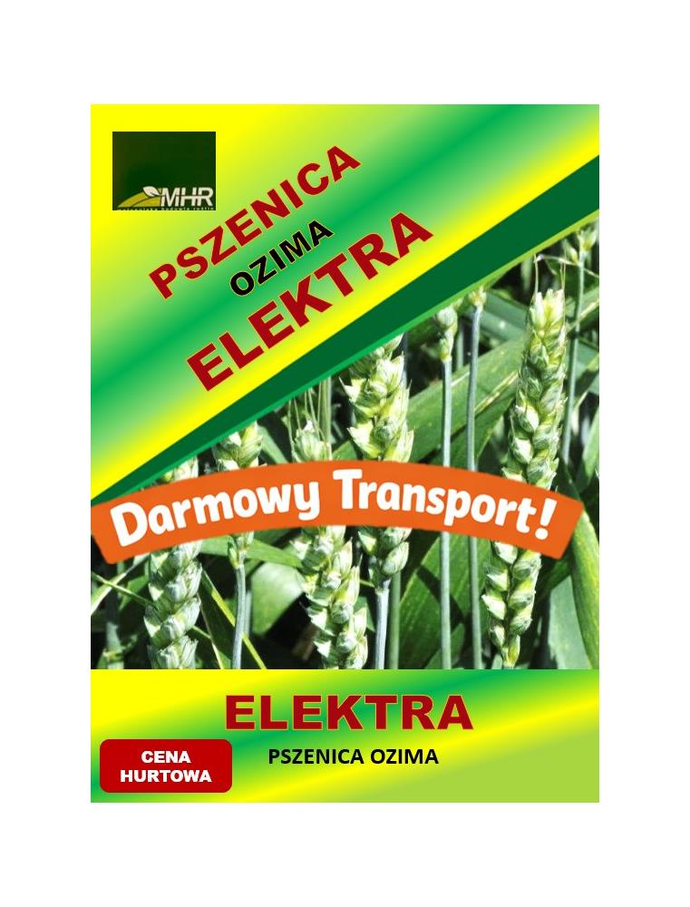 Nasiona pszenicy ozimej - ELEKTRA