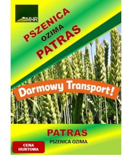 Nasiona pszenicy ozimej -  PATRAS  hurt (od 1 tony)