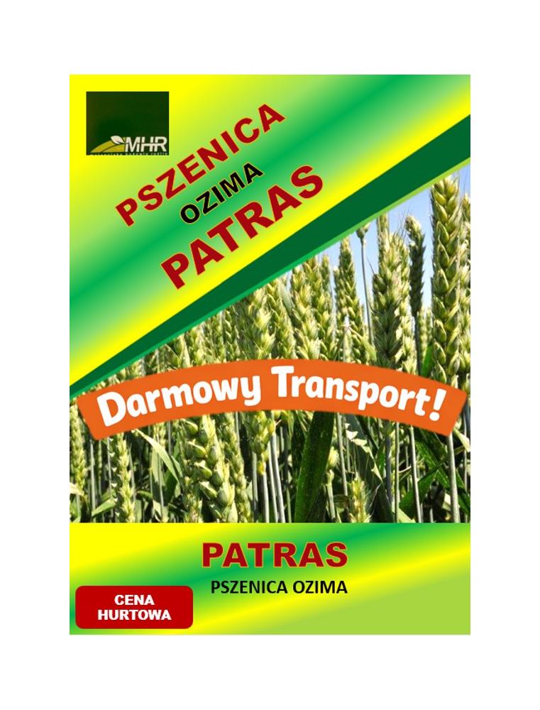 Nasiona pszenicy ozimej -  PATRAS  hurt (od 1 tony)