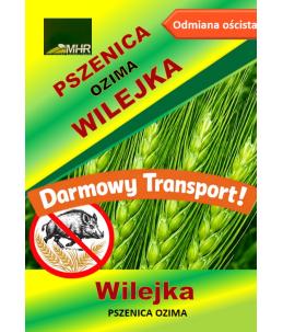 Nasiona pszenicy ozimej - WILEJKA