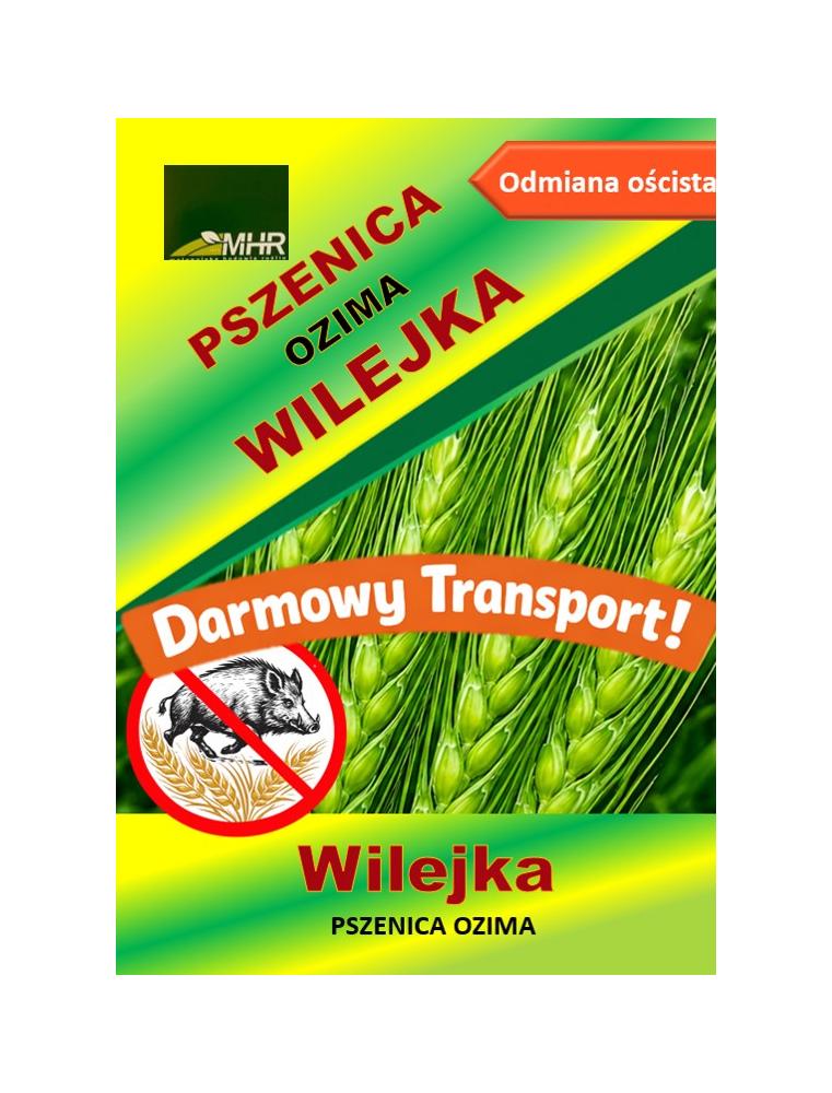 Nasiona pszenicy ozimej - WILEJKA