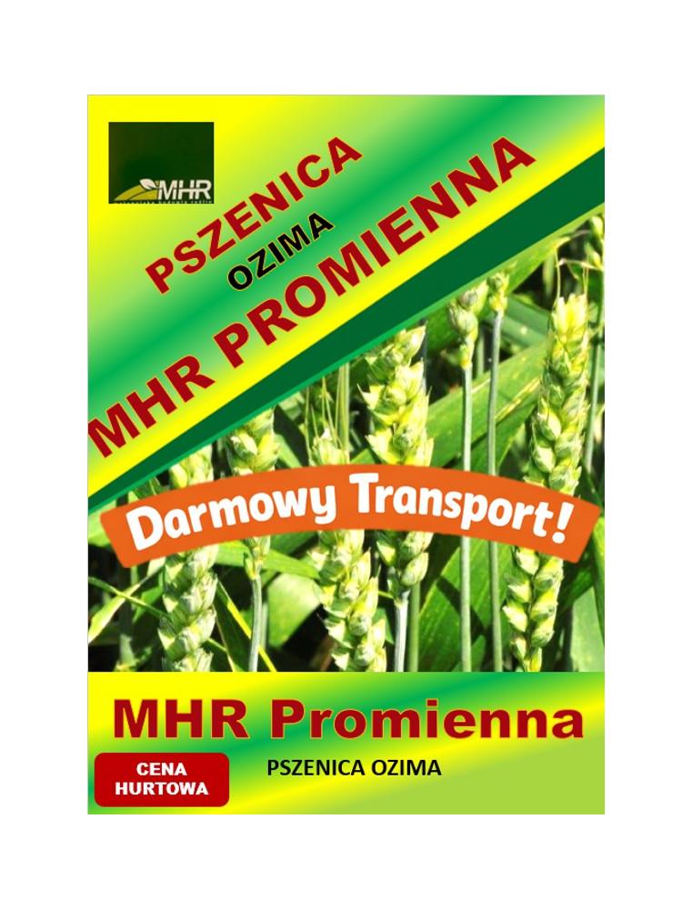 Nasiona pszenicy ozimej - MHR PROMIENNA