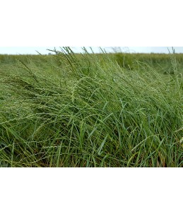 Nasiona życicy wielokwiatowej  westerwoldzkiej- MOWESTRA