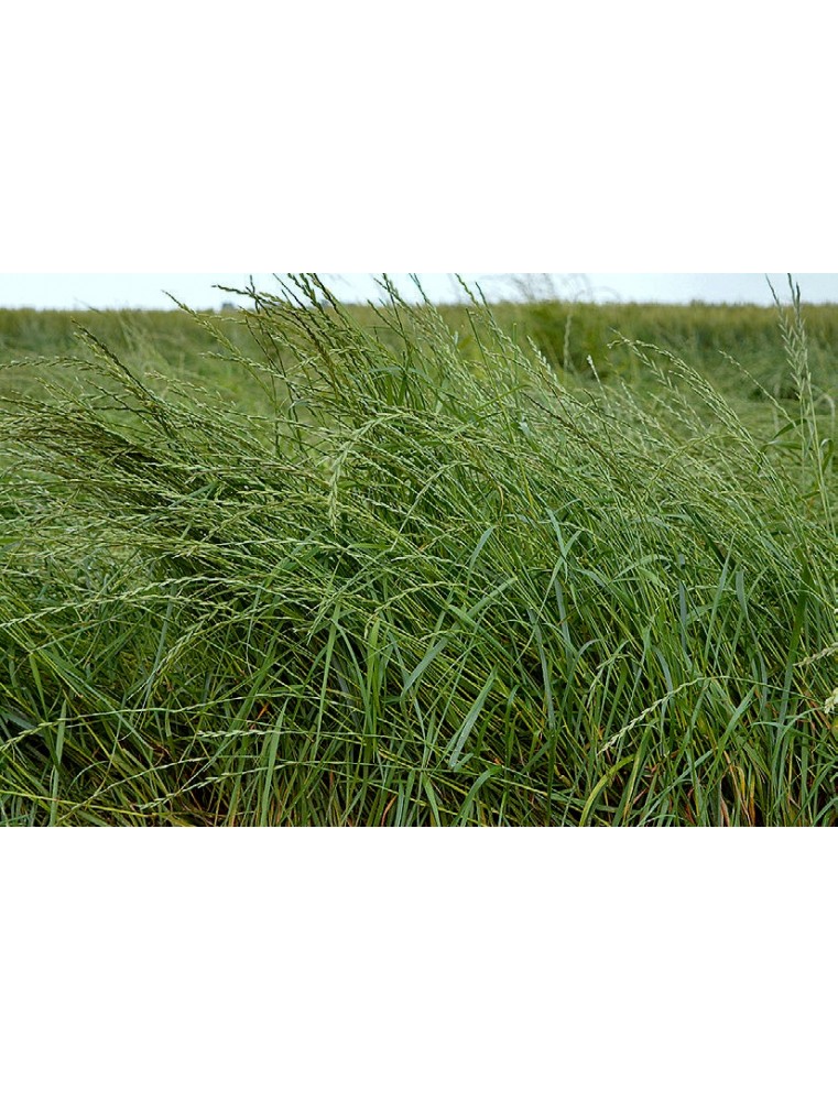 Nasiona życicy wielokwiatowej  westerwoldzkiej- MOWESTRA