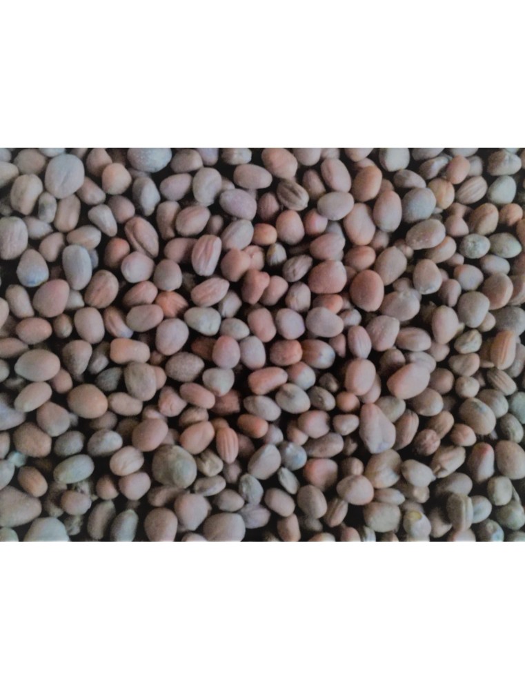 Rzodkiew oleista Romesa C1 1 kg Rzodkiew oleista Romesa C1 1 kg