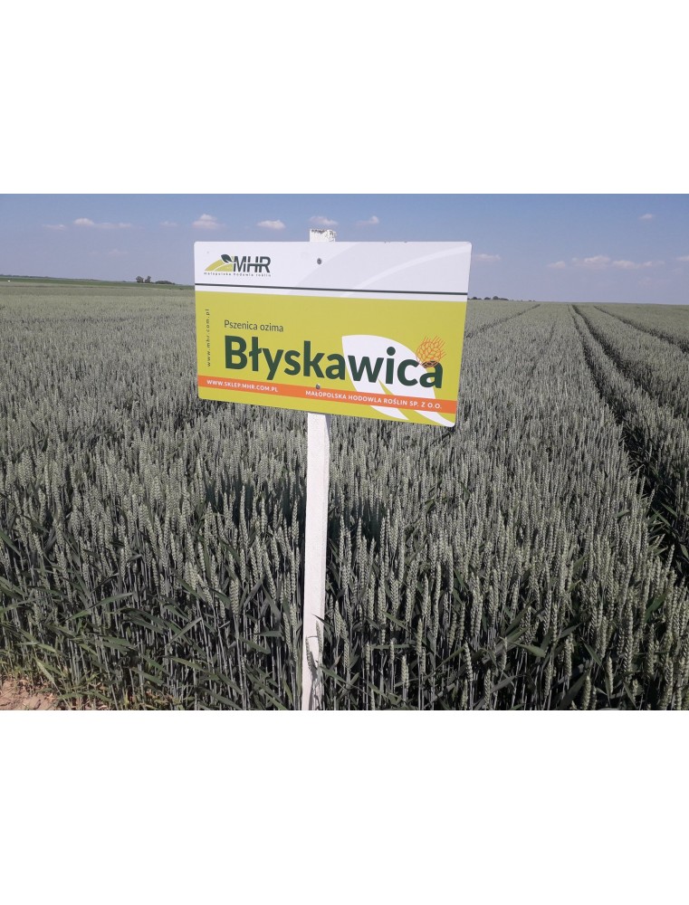 polony pszenicy ozimej-BŁYSKAWICA (B)