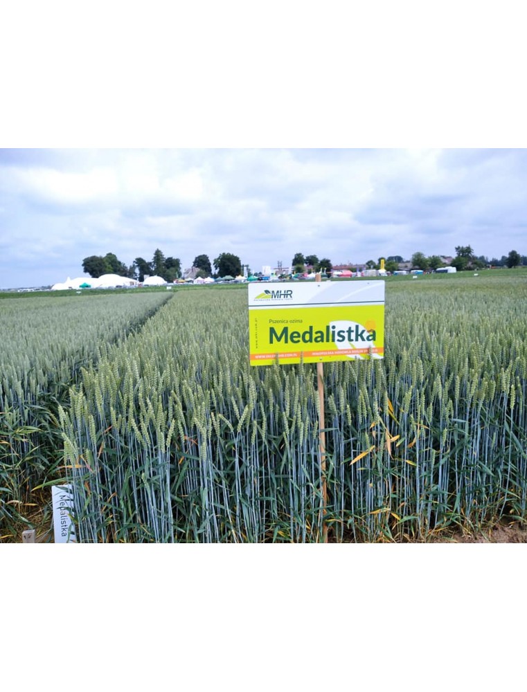 plon pszenicy ozimej-MEDALISTKA (B)