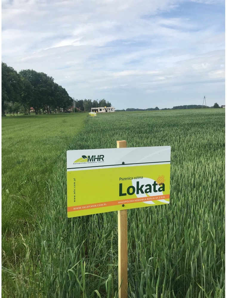 Plon pszenicy ozimej - LOKATA (A)