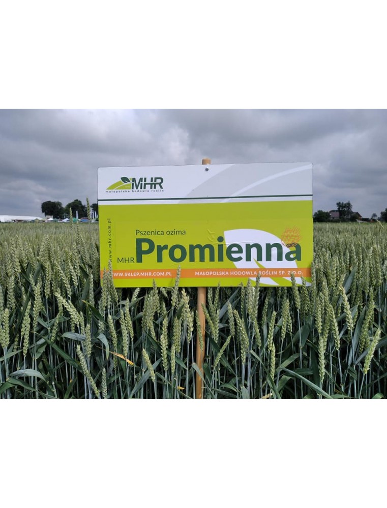 polon pszenicy ozimej MHR Promienna