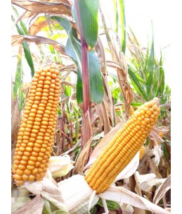 Nasiona kukurydzy pastewnej Juhas (do 10 j.s)