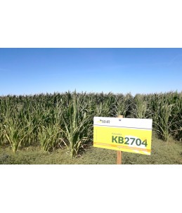 Nasiona kukurydzy pastewnej KB 2704- poletka doświadczalne