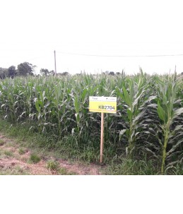Nasiona kukurydzy pastewnej KB 2704- poletka doświadczalne