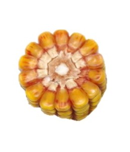 Nasiona kukurydzy pastewnej KB 2704  hurt(powyżej 10 j.s)