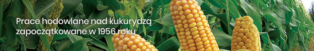 Kukurydza: uprawa nasion i możliwości zastosowania rośliny