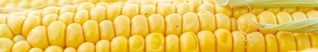 Nasiona kukurydzy pastewnej wysokiej jakości - sklep.hpb.pl