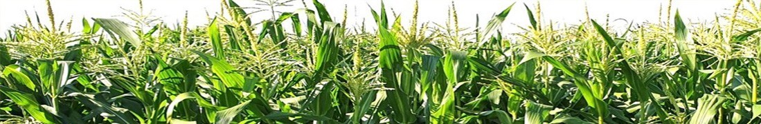 Nasiona kukurydzy cukrowej | Małopolska Hodowla Roślin
