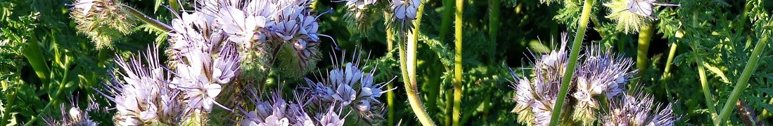 Facelia błękitana – nasiona roślin z rodziny ogórecznikowatych